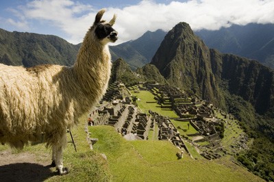 Alpaca__Peru